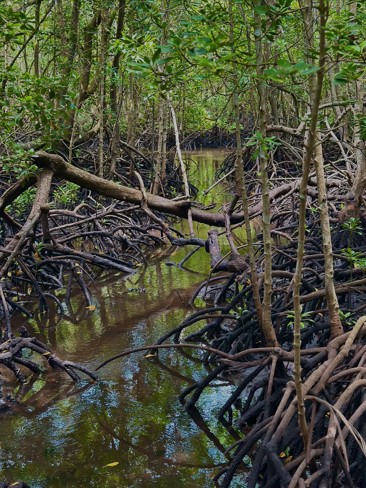 Community project 161